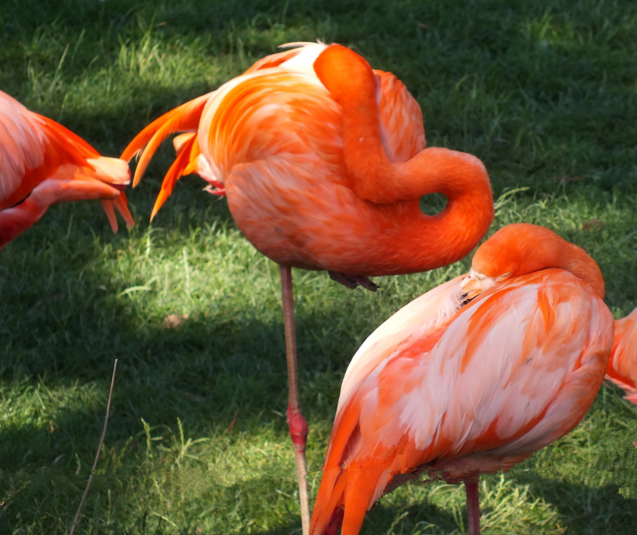 Ein Besuch im Zoo... I