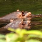 Ein Besuch im Zoo.. III