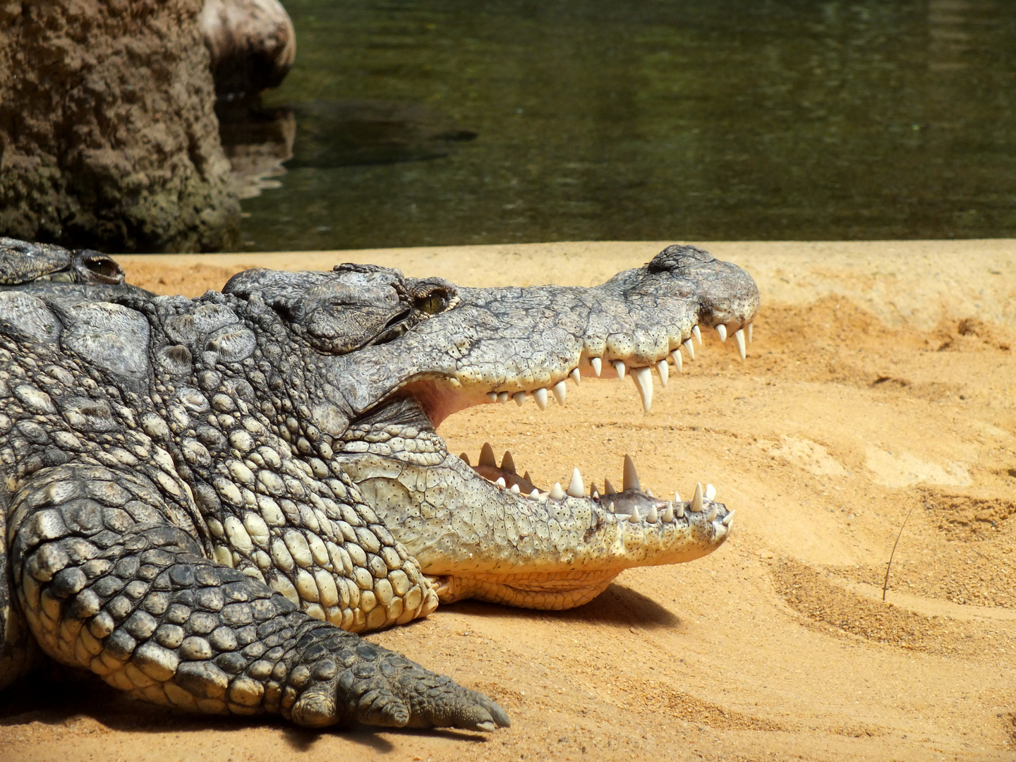 Ein Besuch im Zoo... IV