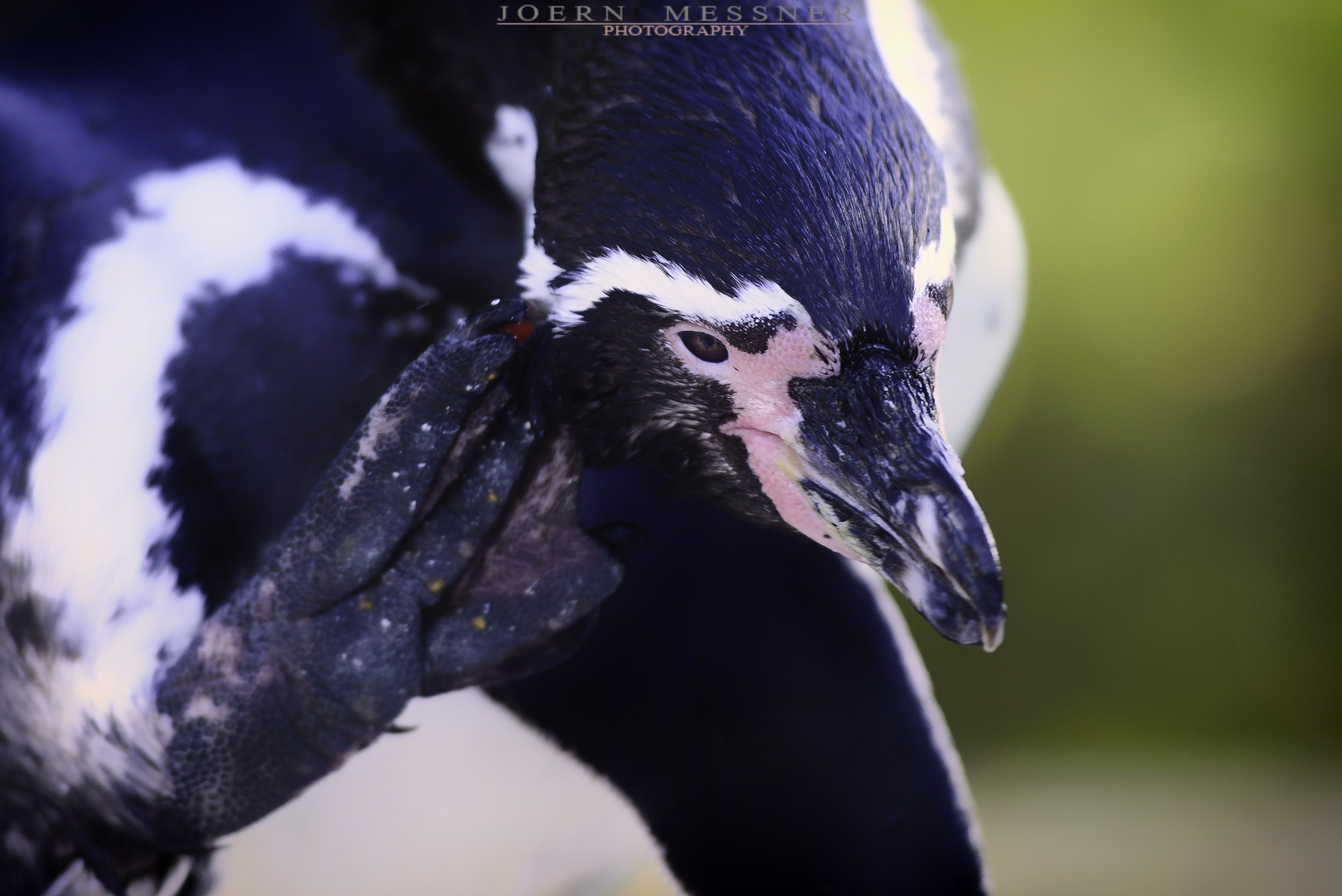 Ein Besuch im Zoo - Pinguine