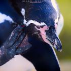 Ein Besuch im Zoo - Pinguine