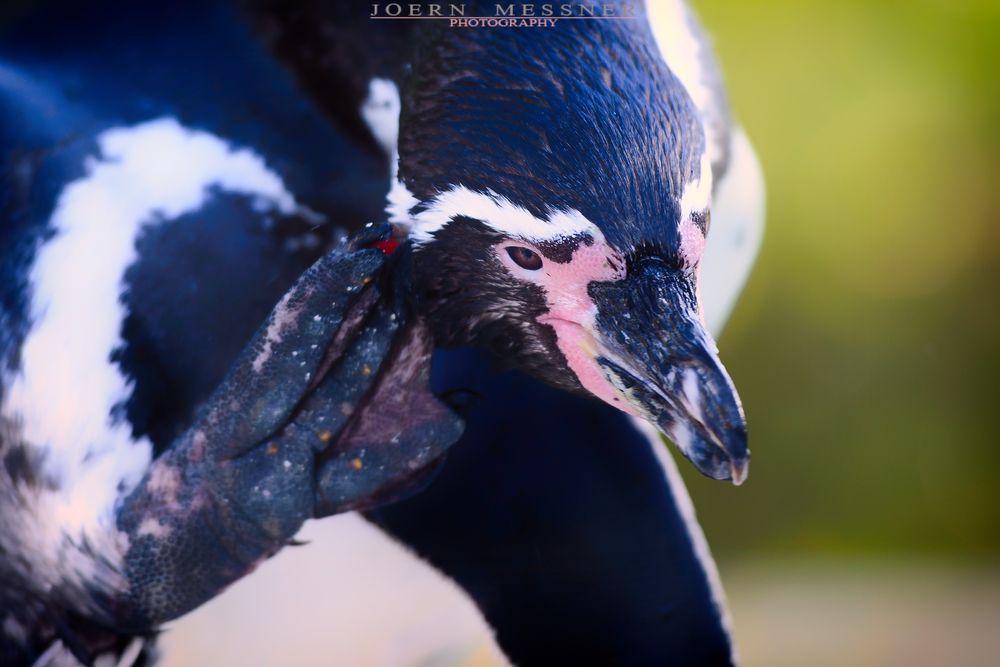 Ein Besuch im Zoo - Pinguine