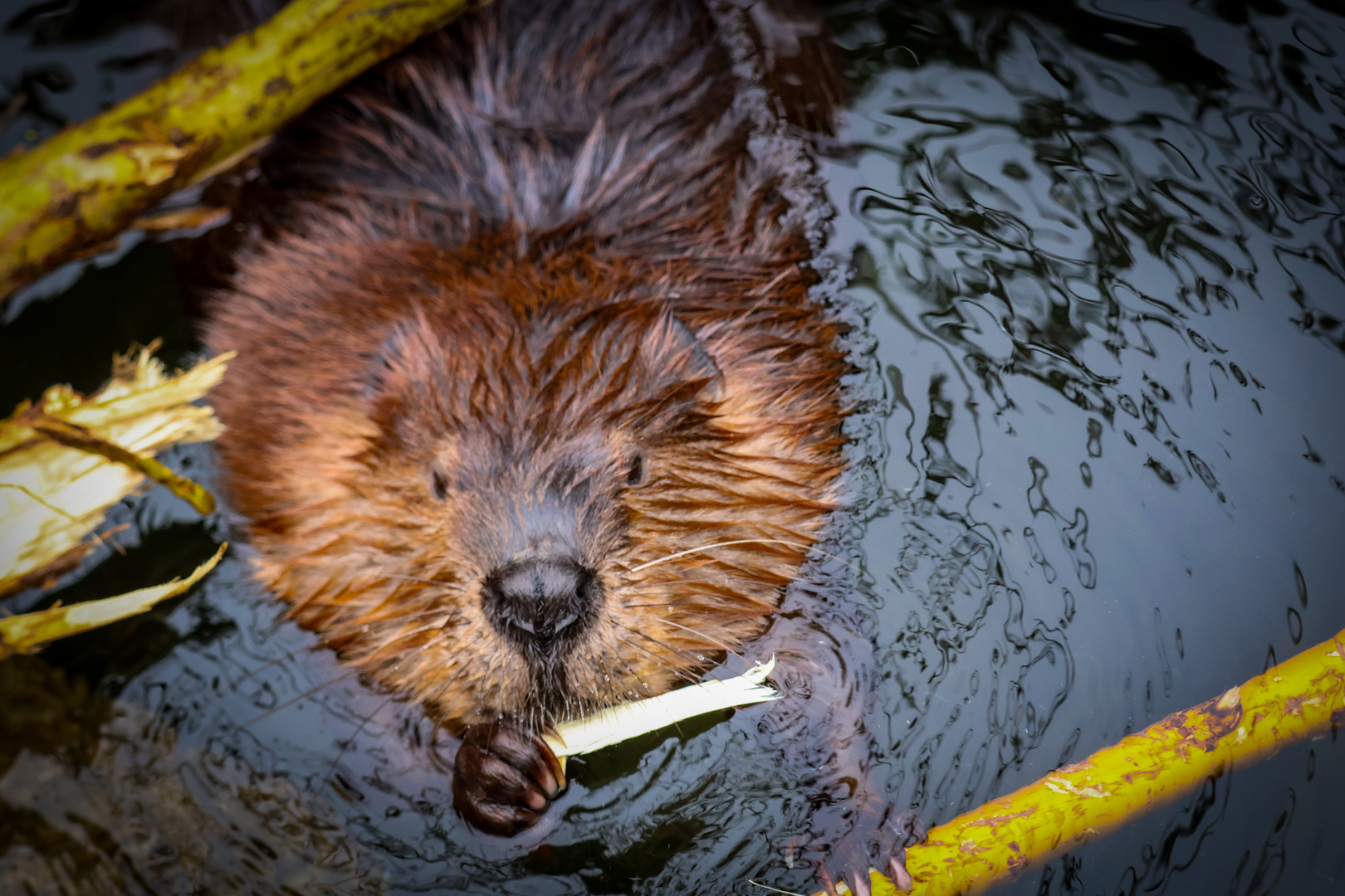 Ein Besuch im Zoo Wilhelma