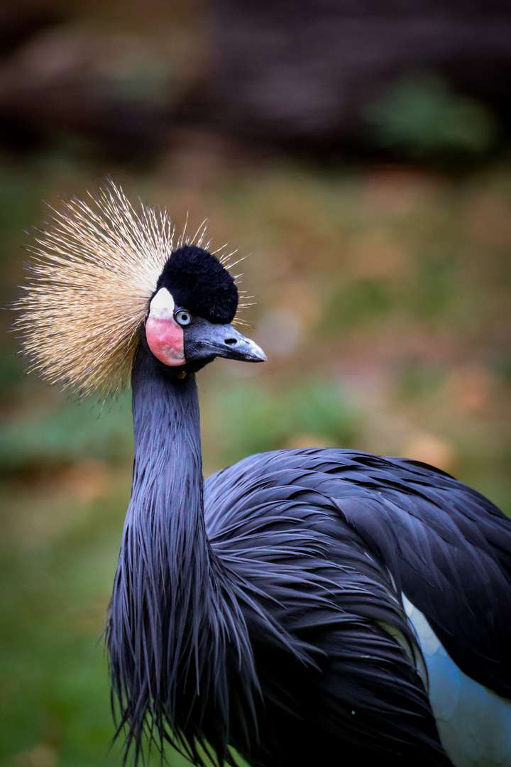 Ein Besuch im Zoo Wilhelma