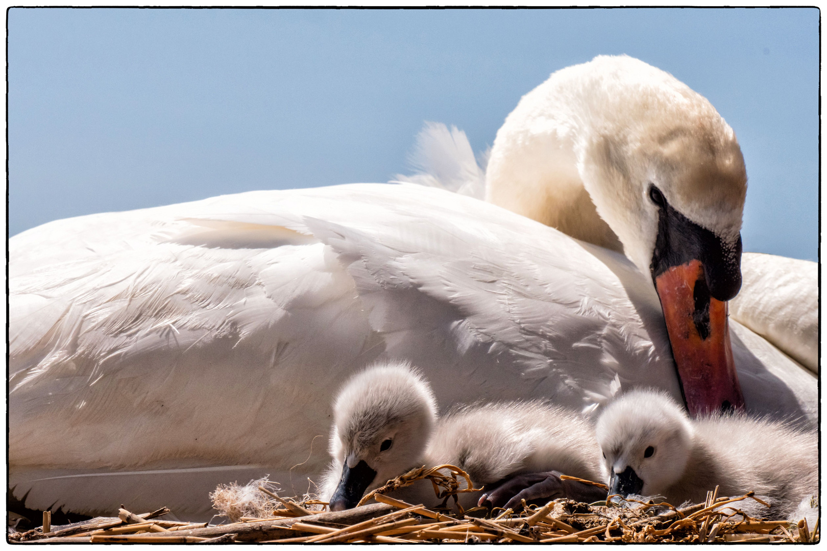 Ein Besuch in der Swannery