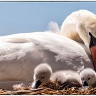 Ein Besuch in der Swannery