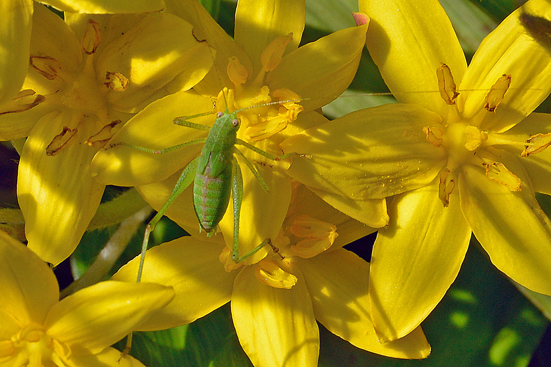 ein besucher