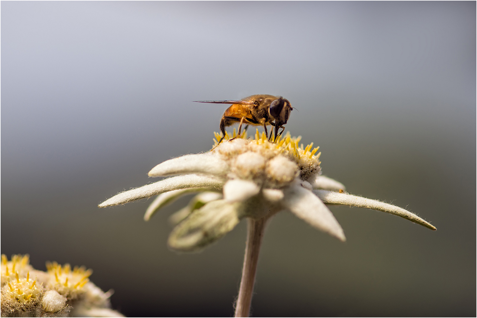 Ein Besucher 