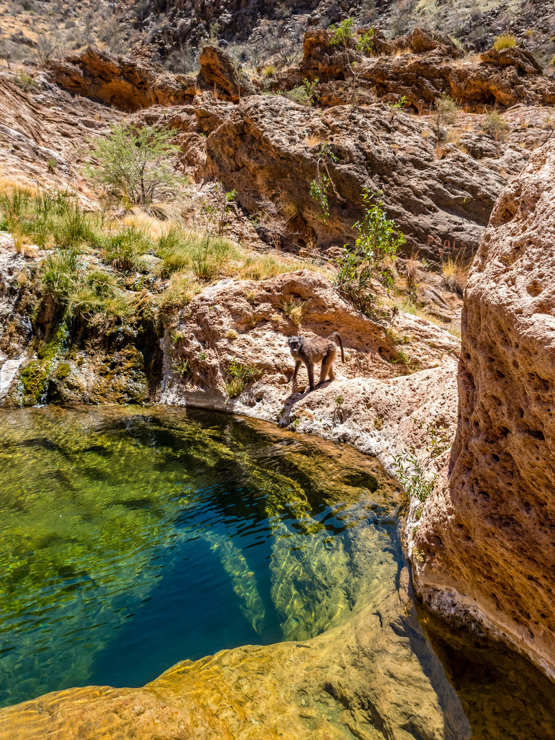 Ein Besucher am Pool im Namib-Naukluft NP