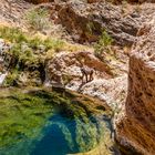 Ein Besucher am Pool im Namib-Naukluft NP