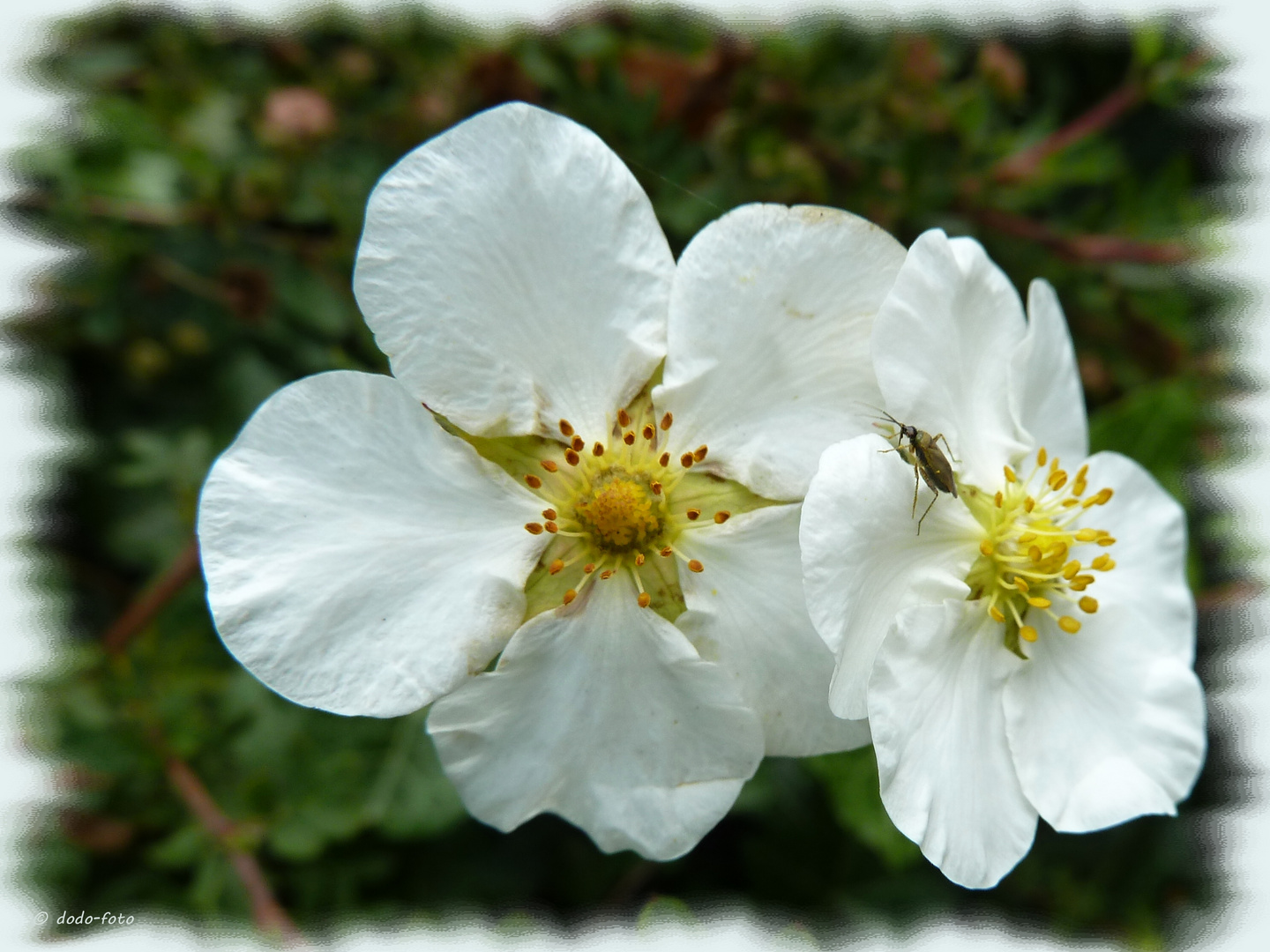 ein Besucher auf der Blüte