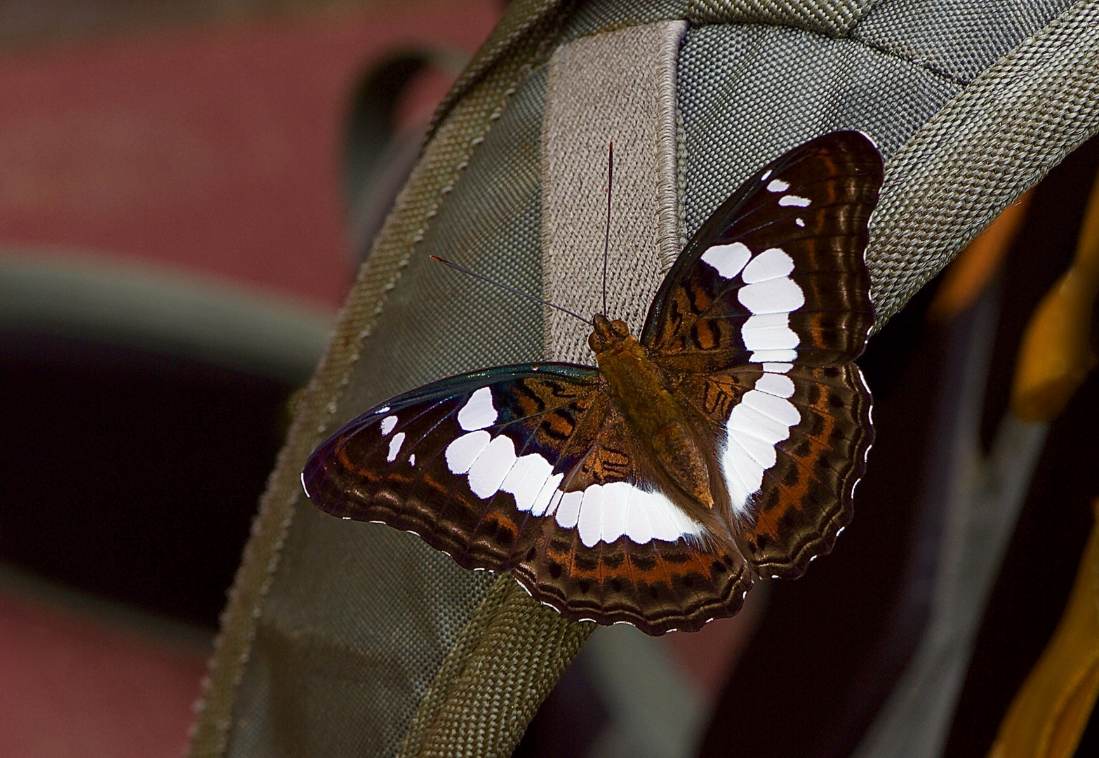 Ein Besucher auf meiner Fototasche im Regenwald von Borneo