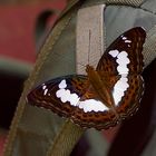 Ein Besucher auf meiner Fototasche im Regenwald von Borneo