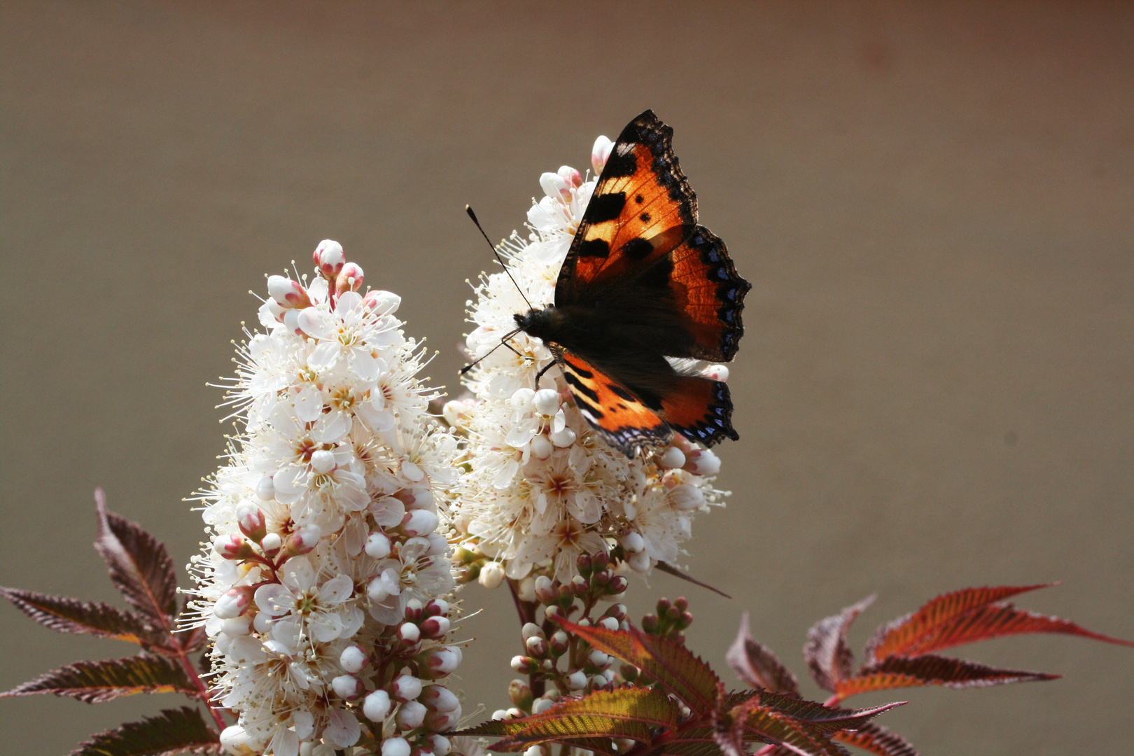 Ein Besucher auf meiner Terrasse