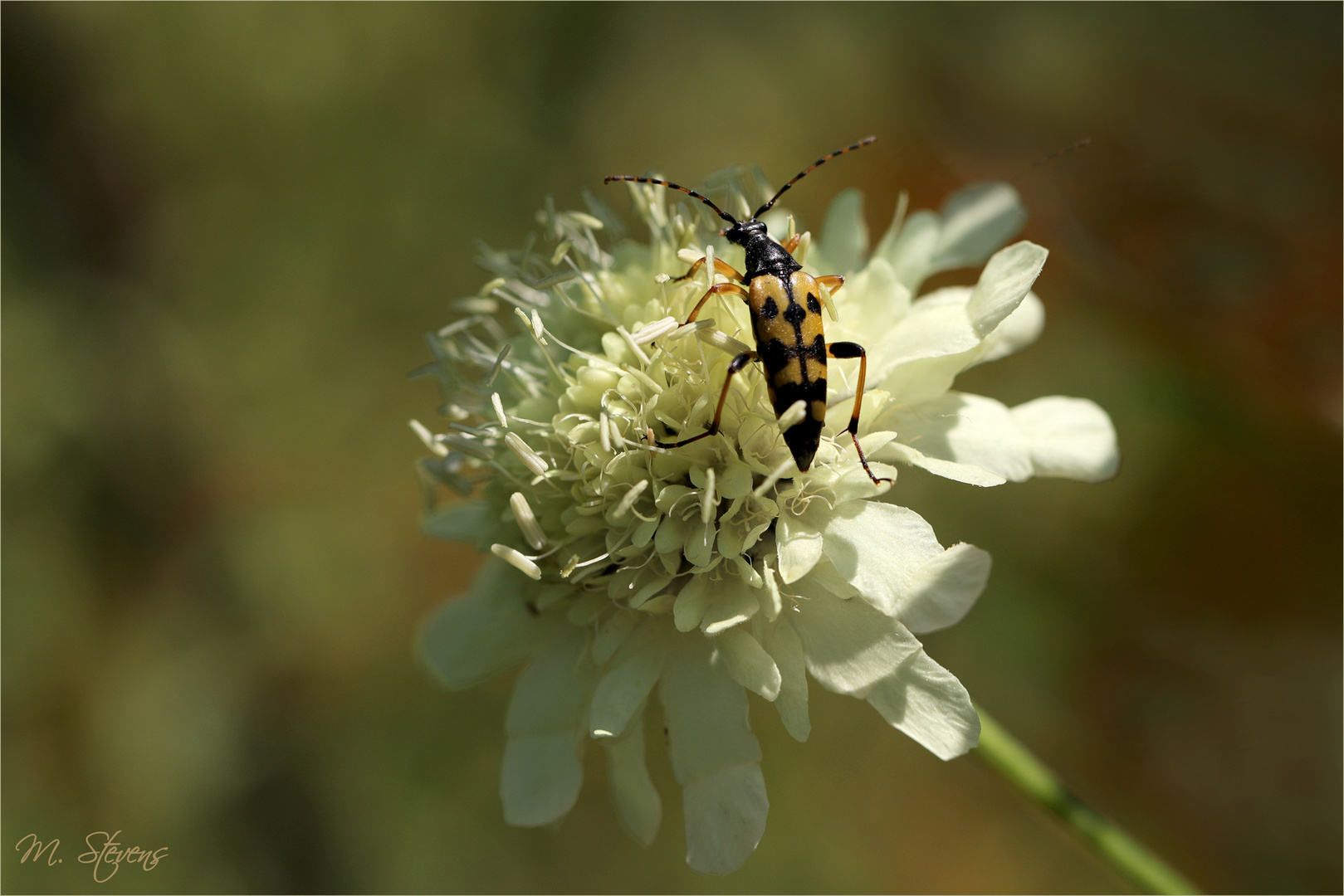 Ein Besucher