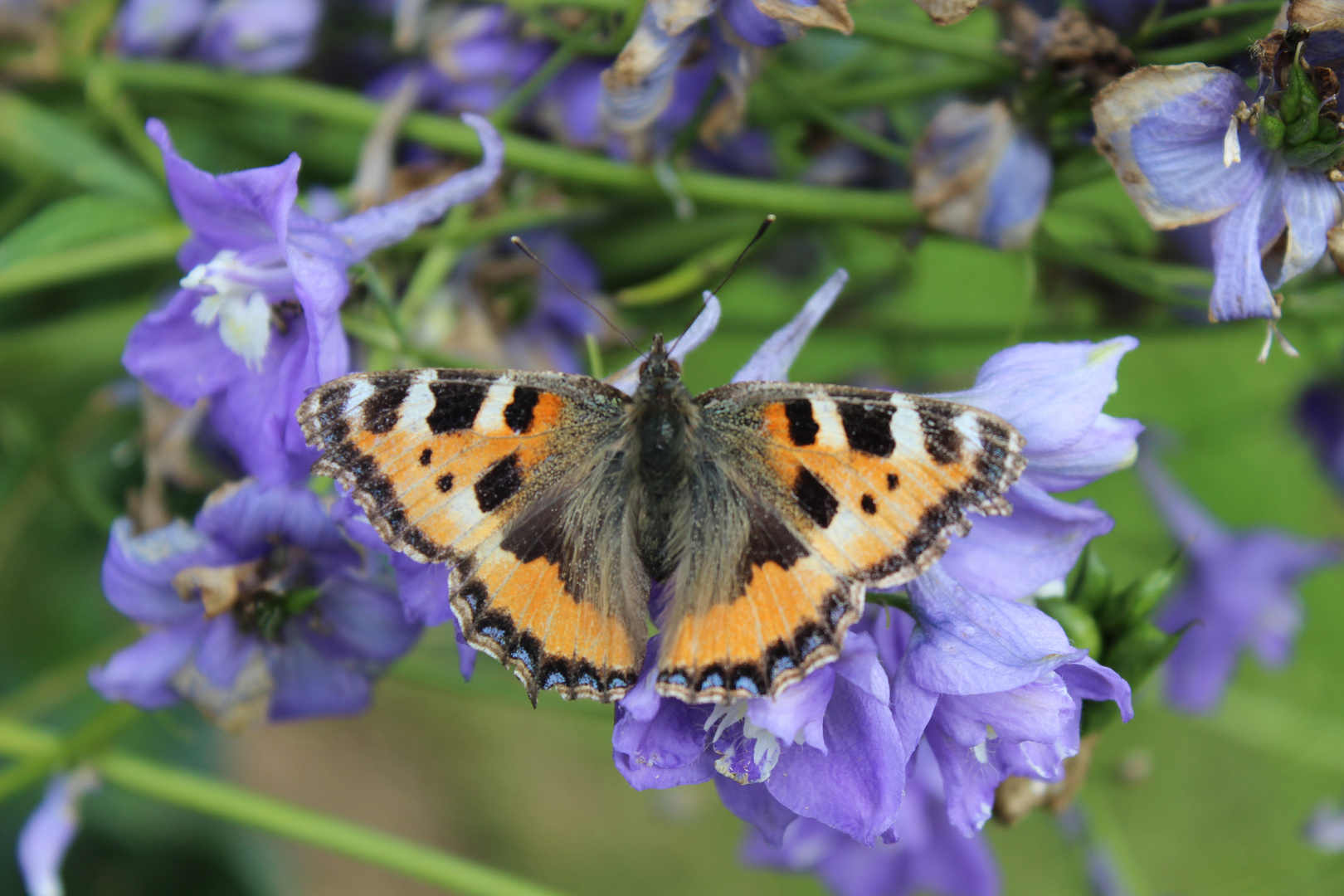 ein Besucher im Garten