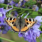 ein Besucher im Garten