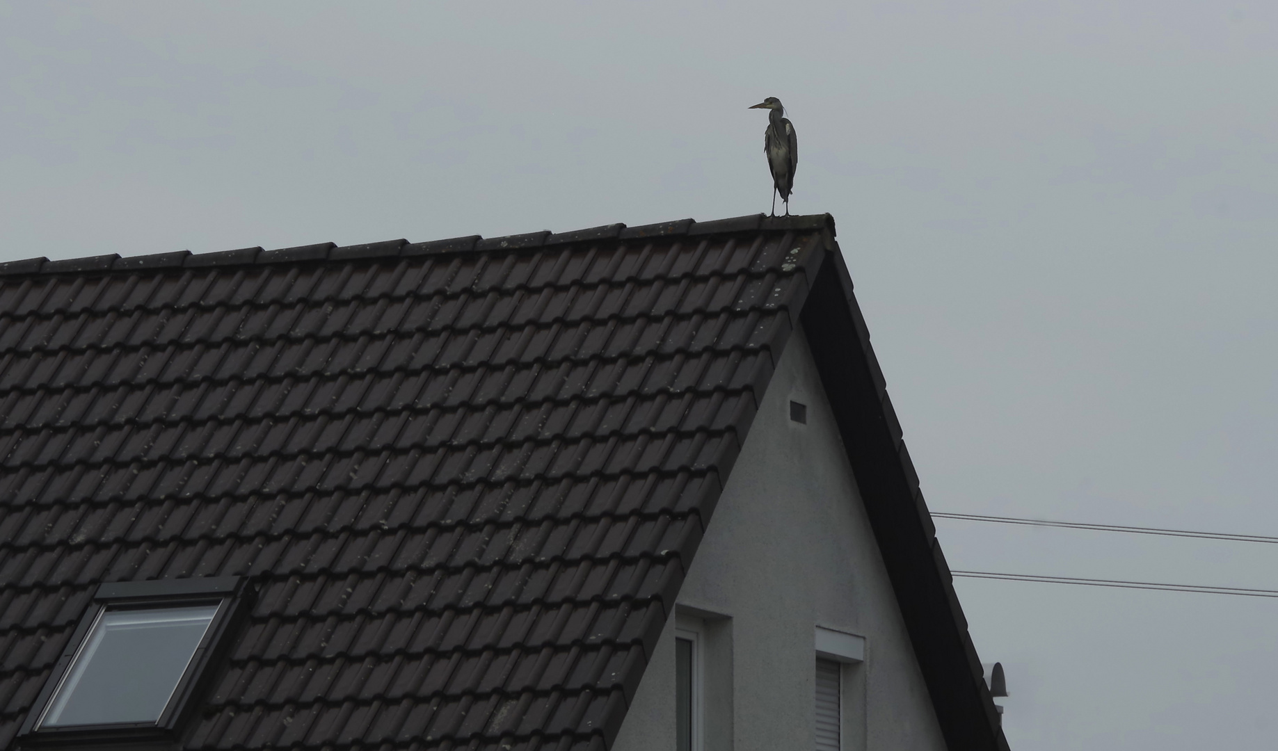 ...ein Besucher im Wohngebiet