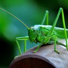 Ein Besucher in meinem Garten ( hoffendlich werden es nicht mehr !)