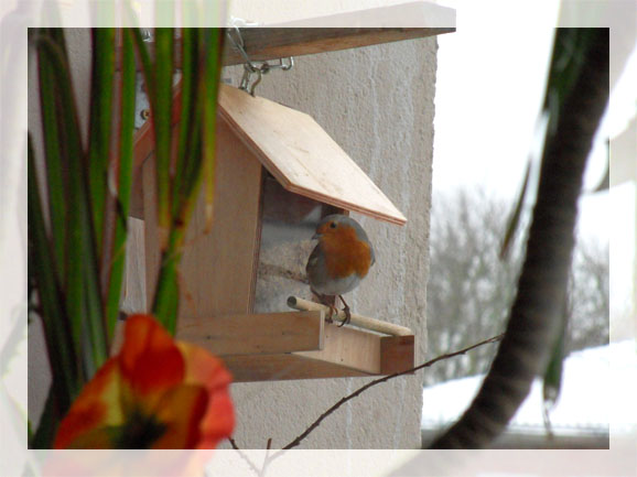 Ein Besucher meiner Futterstelle