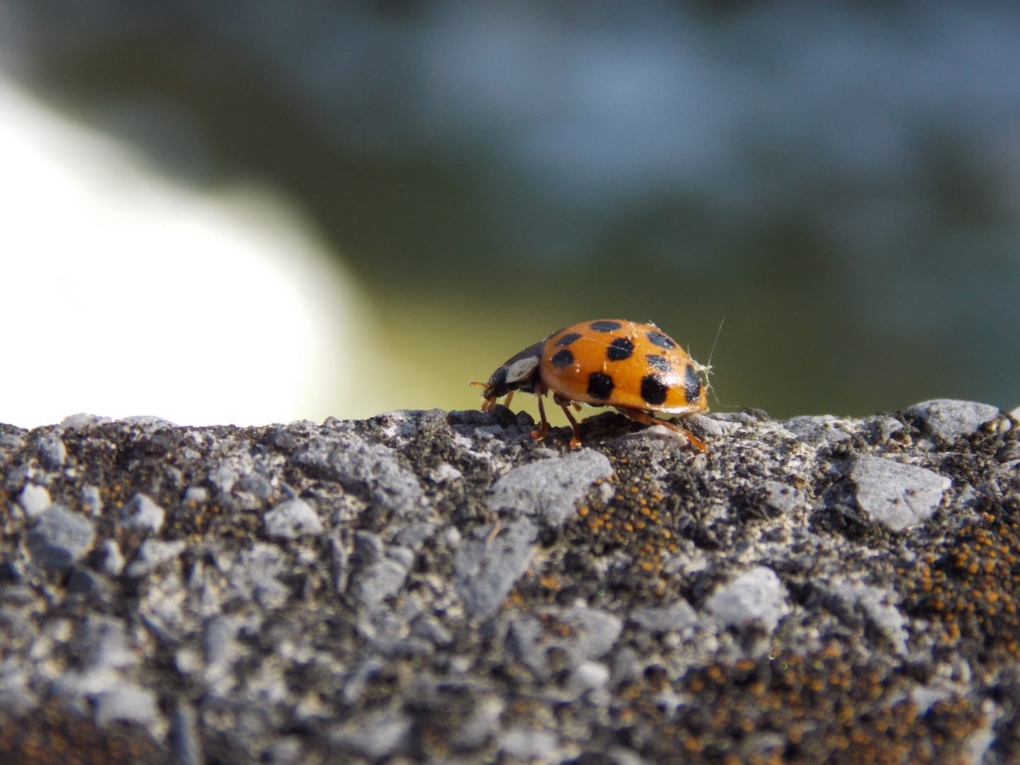 Ein Besucher vor meinem Fenster