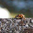 Ein Besucher vor meinem Fenster