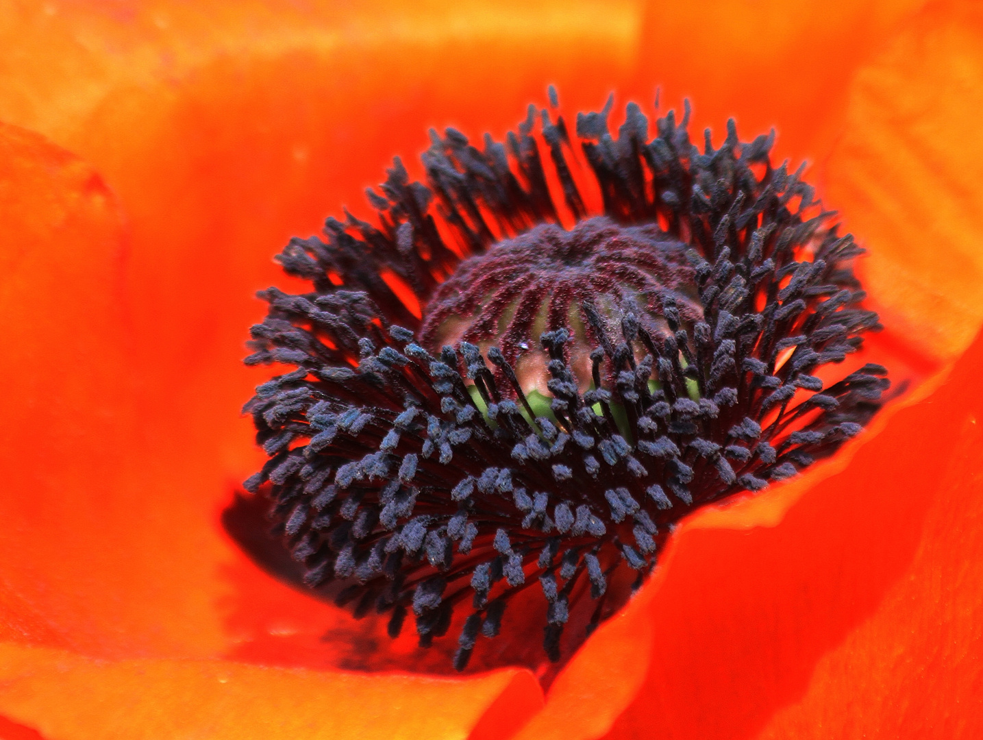 Ein betörender Mohn