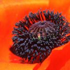 Ein betörender Mohn