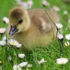 Ein Bett aus Gänseblümchen...