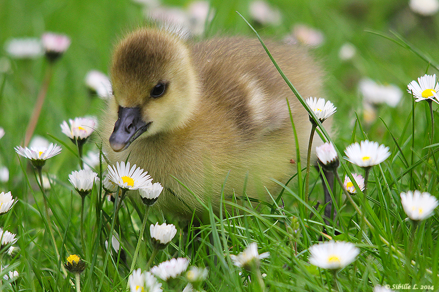 Ein Bett aus Gänseblümchen...