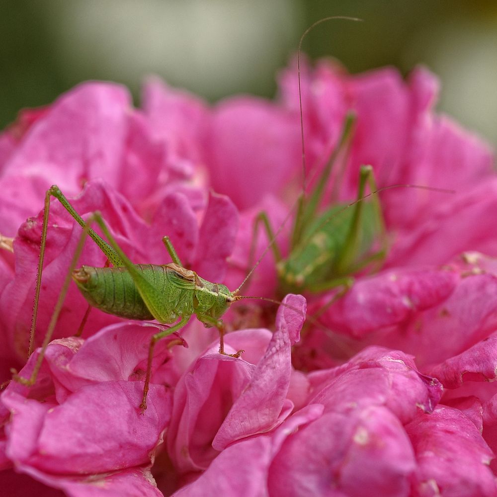 ein Bett aus Rosen