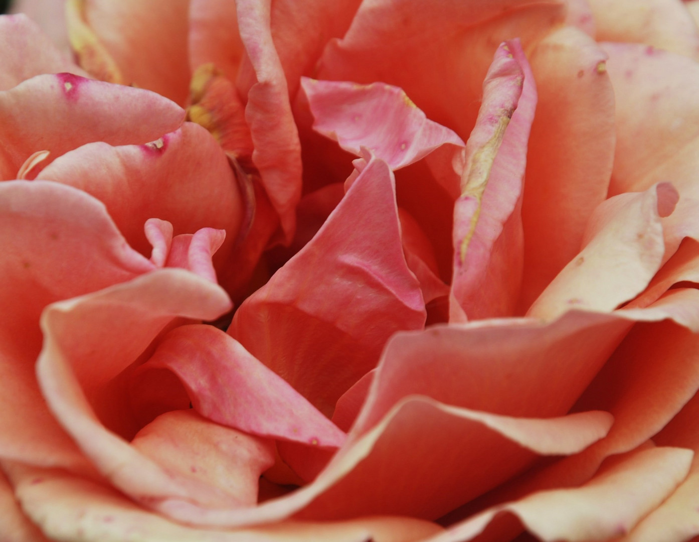 Ein Bett aus Rosenblüten