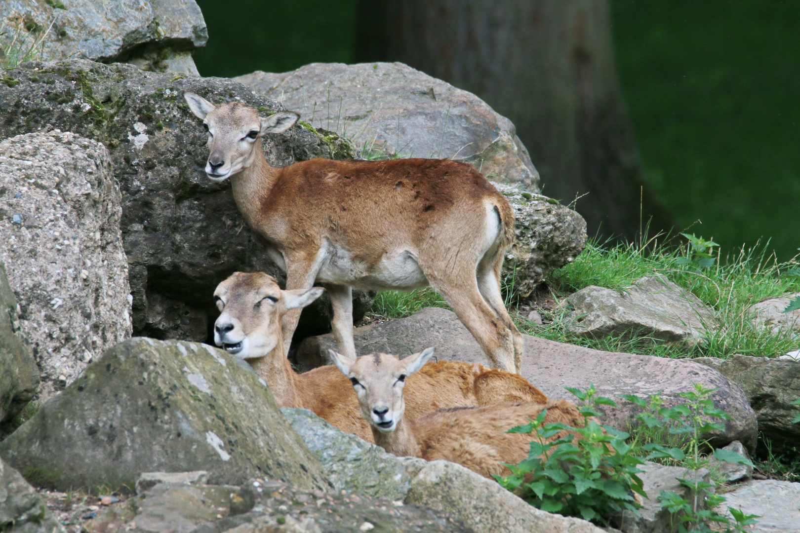 ein Bett aus Steinen