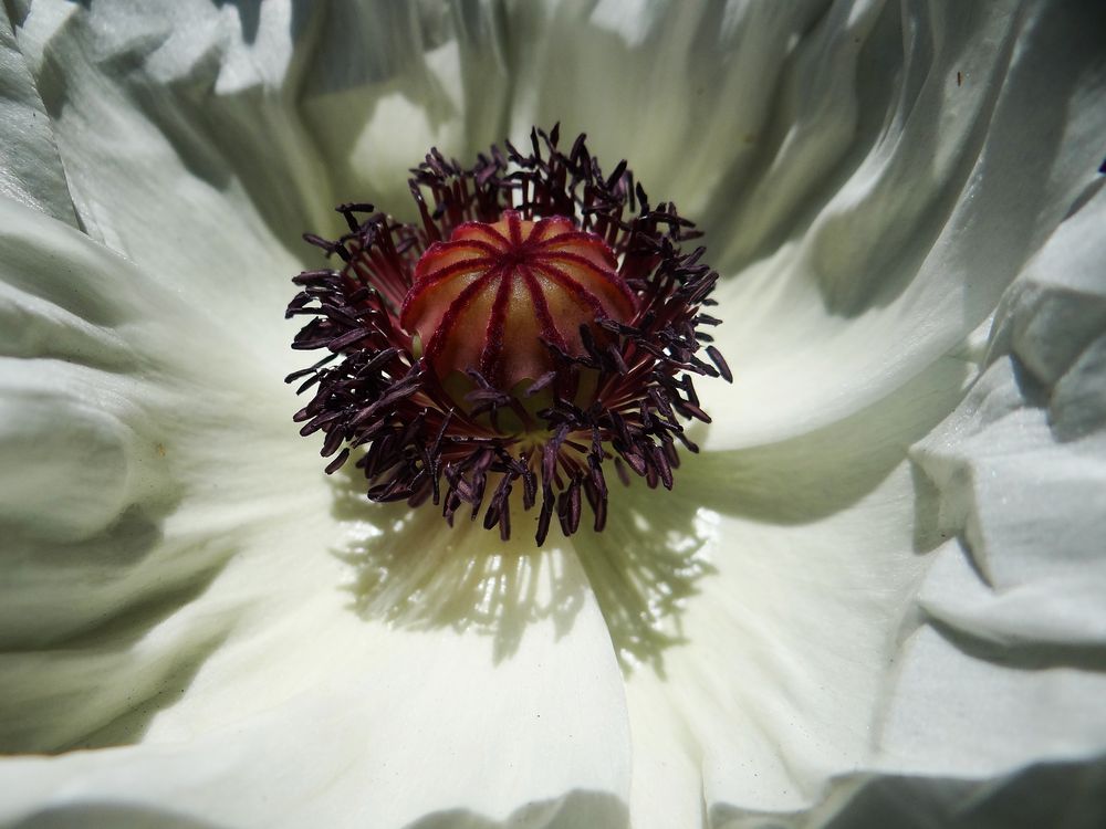 Ein Bett aus weißem Mohn