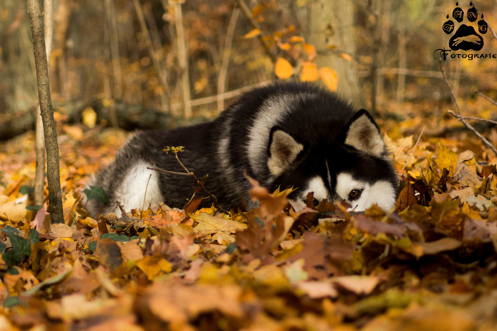 Ein Bett im Herbstwald