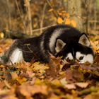 Ein Bett im Herbstwald