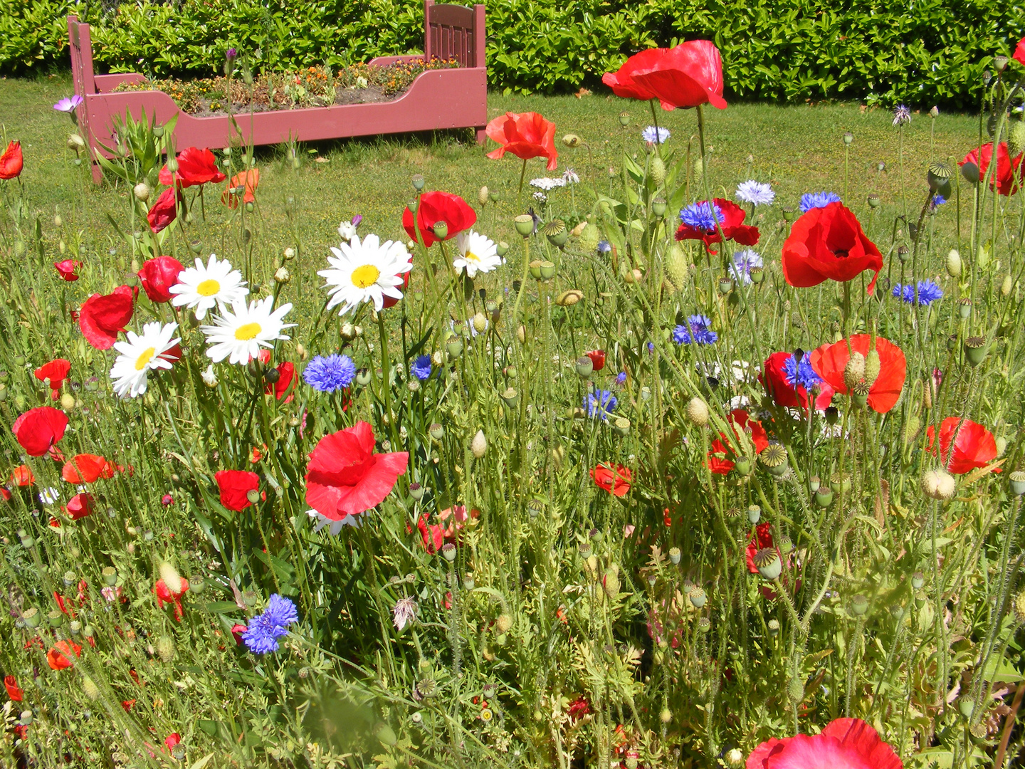 Ein Bett im (Korn-) Blumenfeld