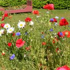 Ein Bett im (Korn-) Blumenfeld