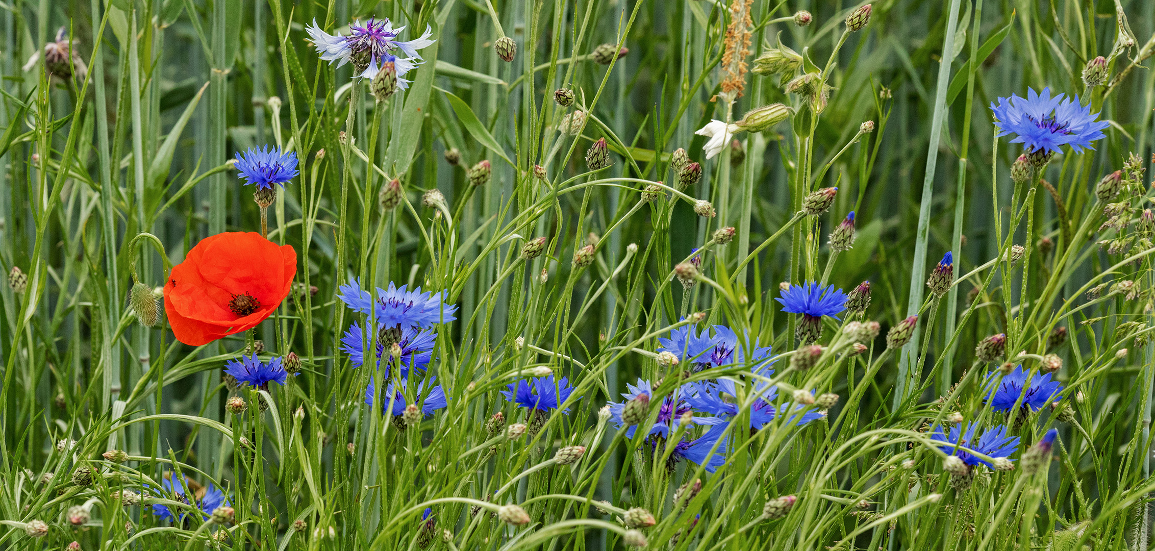 Ein Bett im Korn(blumen)feld