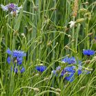 Ein Bett im Korn(blumen)feld