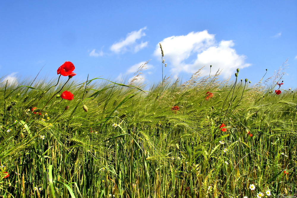 Ein Bett im Kornfeld