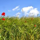 Ein Bett im Kornfeld