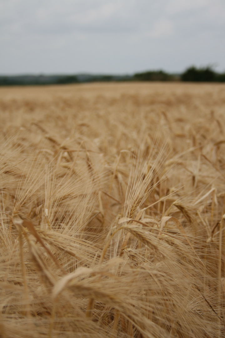 Ein Bett Im Kornfeld