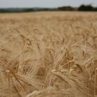 Ein Bett Im Kornfeld