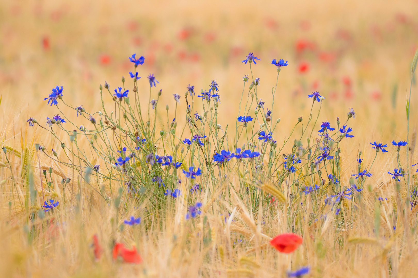 Ein Bett im Kornfeld