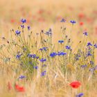 Ein Bett im Kornfeld