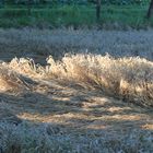 ein bett im kornfeld