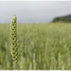 Ein Bett im Kornfeld