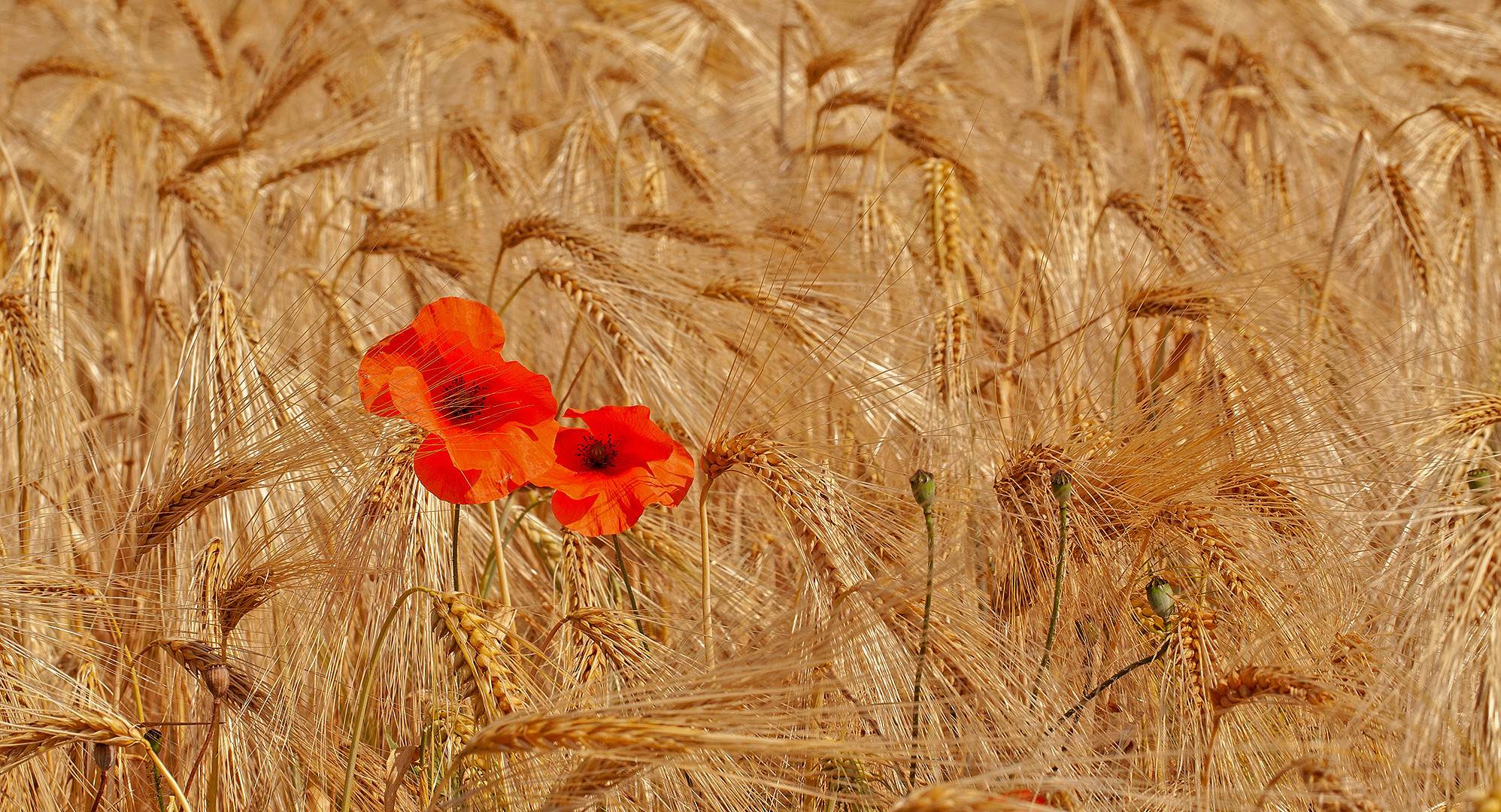 Ein Bett im Kornfeld