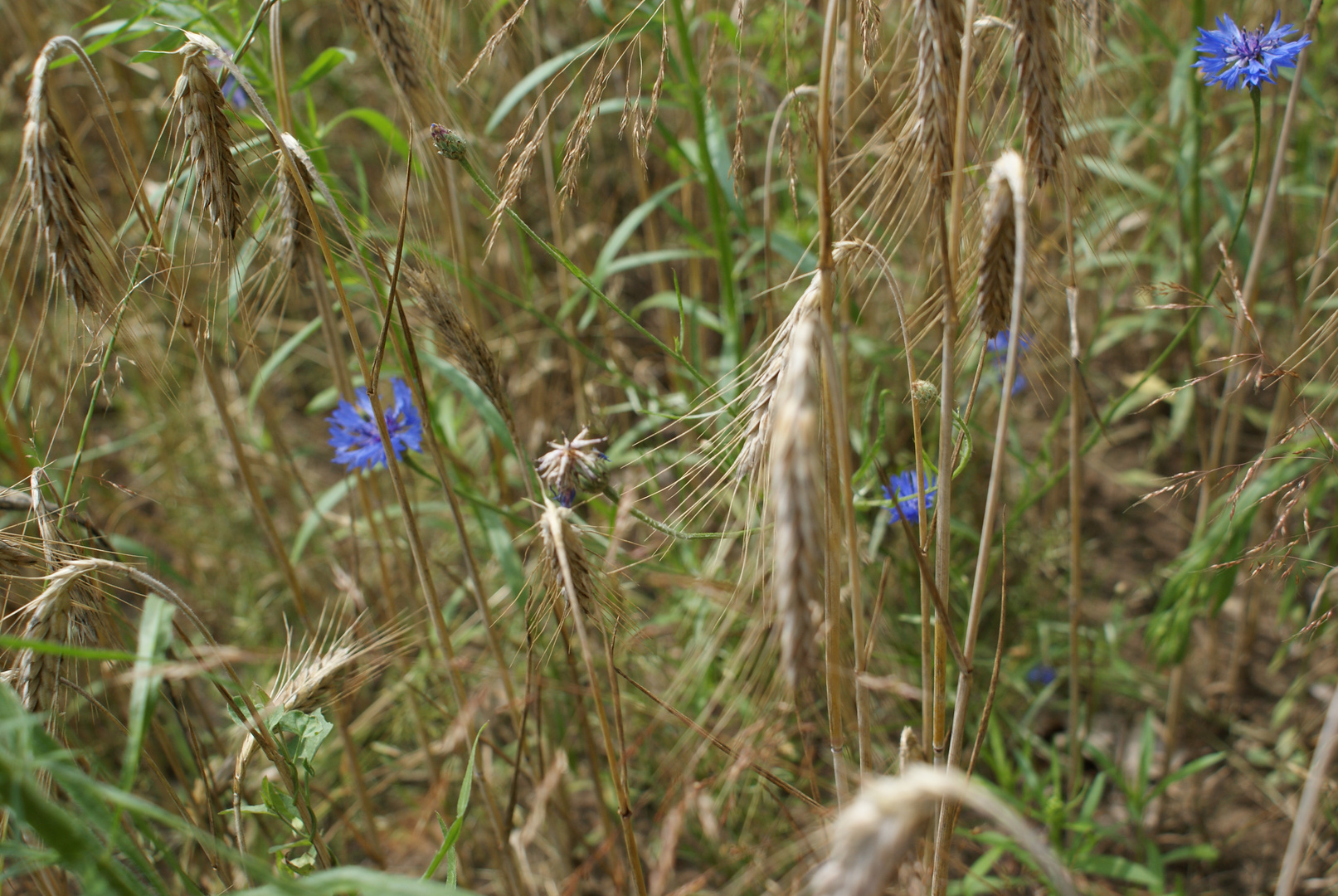 ein Bett im Kornfeld